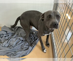 Mutt Dogs for adoption in San Bernardino, CA, USA
