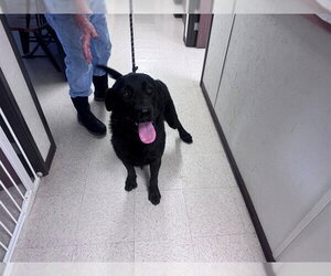 Labrador Retriever-Unknown Mix Dogs for adoption in San Andreas, CA, USA