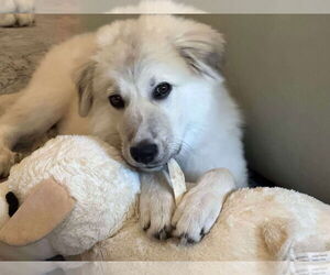 Great Pyrenees-Unknown Mix Dogs for adoption in Houston, TX, USA