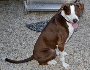 Pointer Dogs for adoption in Simi Valley, CA, USA