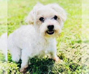 Maltese Dogs for adoption in Cumming, GA, USA
