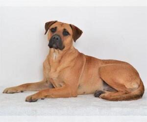 Bullmastiff-Unknown Mix Dogs for adoption in Oroville, CA, USA
