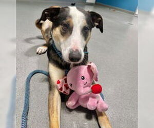 Catahoula Leopard Dog Dogs for adoption in Salinas, CA, USA