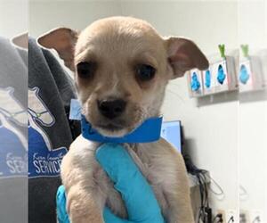 Chihuahua Dogs for adoption in Bakersfield, CA, USA