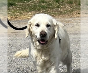 Golden Pyrenees Dogs for adoption in Unionville, PA, USA