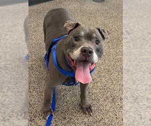 Mutt Dogs for adoption in Boston, MA, USA