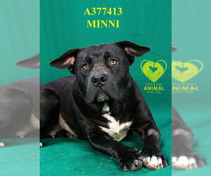 Mutt Dogs for adoption in Stockton, CA, USA