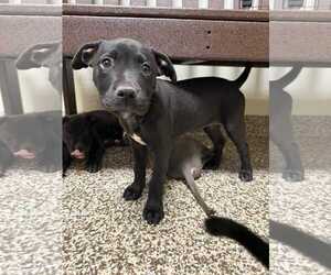 American Pit Bull Terrier-Labrador Retriever Mix Dogs for adoption in Roxboro, NC, USA