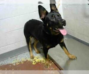 Shepweiller Dogs for adoption in Atlanta, GA, USA