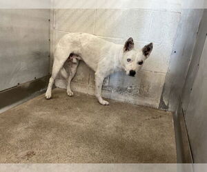 Mutt Dogs for adoption in San Bernardino, CA, USA