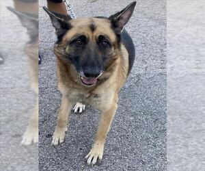 German Shepherd Dog Dogs for adoption in San Antonio, TX, USA