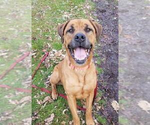 Bullmastiff-Unknown Mix Dogs for adoption in Indianapolis, IN, USA