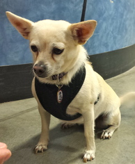 Chihuahua Dogs for adoption in Simi Valley, CA, USA