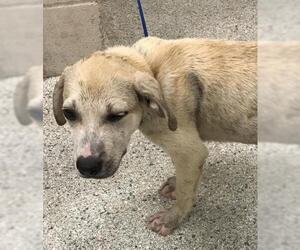 Labrador Retriever-Unknown Mix Dogs for adoption in Conroe, TX, USA