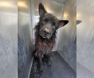 Chow Chow-Unknown Mix Dogs for adoption in San Antonio, TX, USA