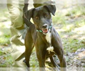 Labrador Retriever Dogs for adoption in Tallahassee, FL, USA