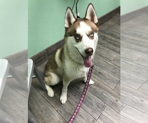 Siberian Husky Dogs for adoption in Carrollton, TX, USA