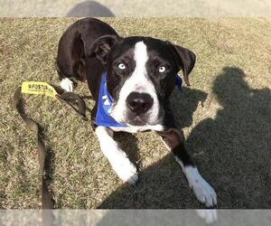 Labsky Dogs for adoption in Grand Prairie, TX, USA