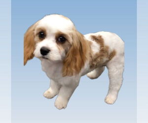 Medium Photo #2 Cavalier King Charles Spaniel-Unknown Mix Puppy For Sale in Lincolnwood, IL, USA