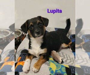 Chiweenie Dogs for adoption in Des Moines, IA, USA