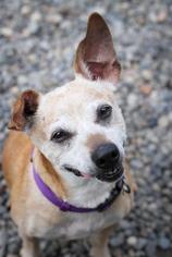 Jack-Rat Terrier Dogs for adoption in Washougal, WA, USA