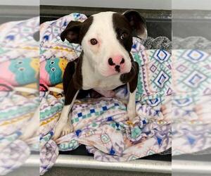 Mutt Dogs for adoption in Fayetteville, NC, USA