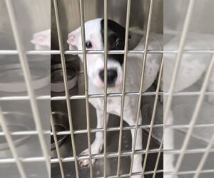 American Pit Bull Terrier Dogs for adoption in Decatur, IL, USA