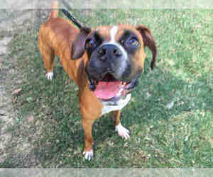Boxer Dogs for adoption in Orange, CA, USA