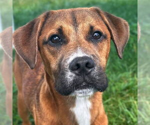 Mutt Dogs for adoption in Jefferson, WI, USA