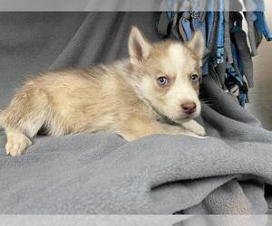 Siberian Husky Dogs for adoption in HESPERIA, CA, USA