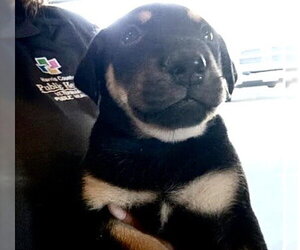German Shepherd Dog-Unknown Mix Dogs for adoption in Houston, TX, USA