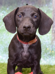 Dachshund Dogs for adoption in Denver, CO, USA