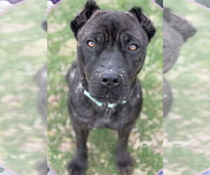 Mutt Dogs for adoption in St. Louis Park, MN, USA