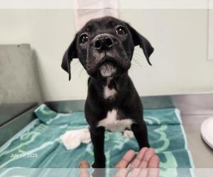 American Pit Bull Terrier Dogs for adoption in Santa Cruz, CA, USA