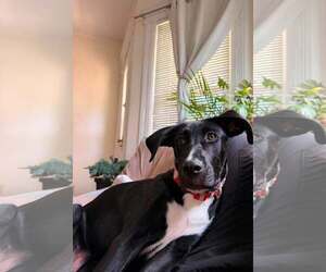 Labrador Retriever-Plott Hound Mix Dogs for adoption in pomfret, CT, USA