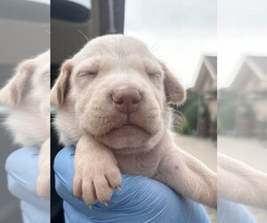 Labrador Retriever-Unknown Mix Dogs for adoption in Bolivar, MO, USA