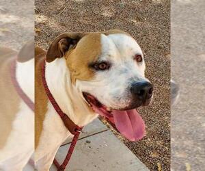 Bull-Boxer Dogs for adoption in Chandler, AZ, USA