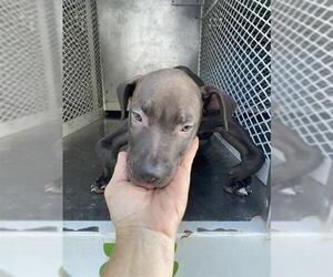 American Pit Bull Terrier Dogs for adoption in Bakersfield, CA, USA