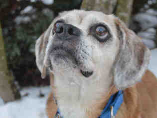 Puggle Dogs for adoption in Pittsburgh, PA, USA