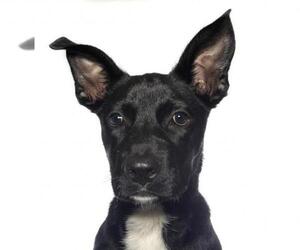 Borador Dogs for adoption in Oakland Park, FL, USA