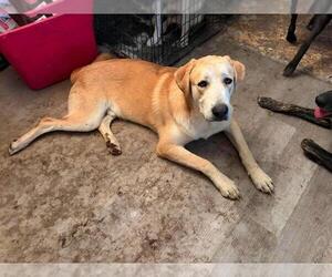 Siberian Husky-Unknown Mix Dogs for adoption in Calgary, Alberta, Canada