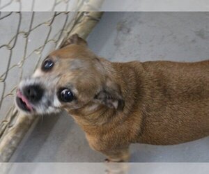 Chug Dogs for adoption in Hilton Head, SC, USA