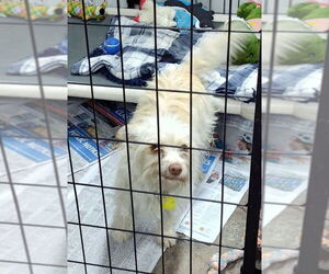 Mutt Dogs for adoption in Mukwonago, WI, USA