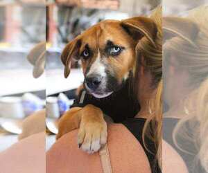 Great Pyrenees-Huskies  Mix Dogs for adoption in Holly Springs, NC, USA