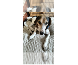 Treeing Walker Coonhound-Unknown Mix Dogs for adoption in Greenbelt, MD, USA