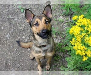 German Shepherd Dog-Unknown Mix Dogs for adoption in Fort Wayne, IN, USA