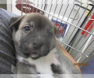 Anatolian Shepherd-Unknown Mix Dogs for adoption in Oklahoma City, OK, USA