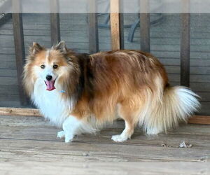 Pomeranian-Unknown Mix Dogs for adoption in Wamego, KS, USA