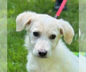 Labrador Retriever-Unknown Mix Dogs for adoption in Yardley, PA, USA