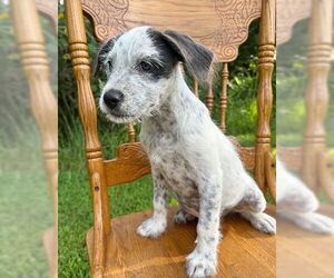 Mutt Dogs for adoption in Genesee, WI, USA